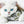 Images et détails de broderie diamant en image pour la peinture Broderie Diamant - Chat Blanc, de la collection chats -Wall Factory