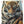 Images et détails de broderie diamant en image pour la peinture Broderie diamant - Fier comme un Tigre, de la collection chats -Wall Factory