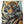 Charger l&#39;image dans la galerie, Images et détails de broderie diamant en image pour la peinture Broderie diamant - Fier comme un Tigre, de la collection chats -Wall Factory
