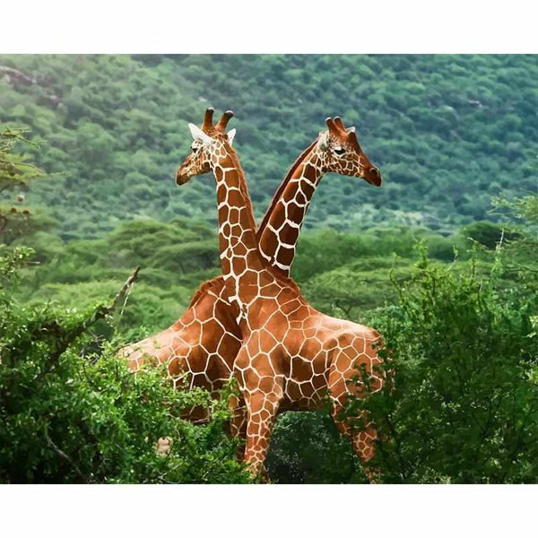 L'image de notre peinture par numéro, sans cadre et sans support, découvrez notre Peinture par numéros - Deux Girafes, et faites votre choix parmis plus de 300 références.
