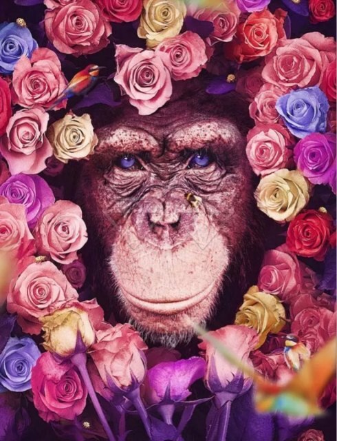 Pinceaux et toile de la peinture par numéro : Chimpanzé et Fleurs